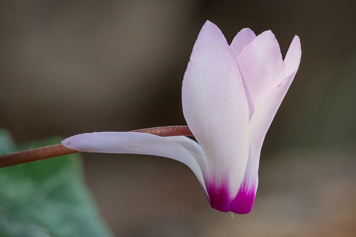 Image of Cyclamen persicum specimen.