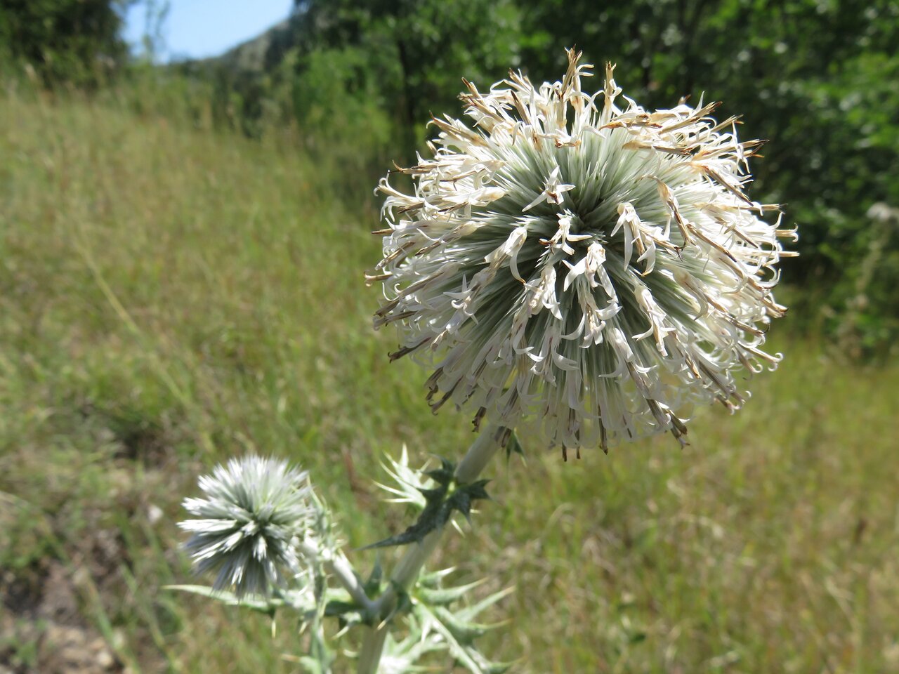 Image of Echinops albidus specimen.