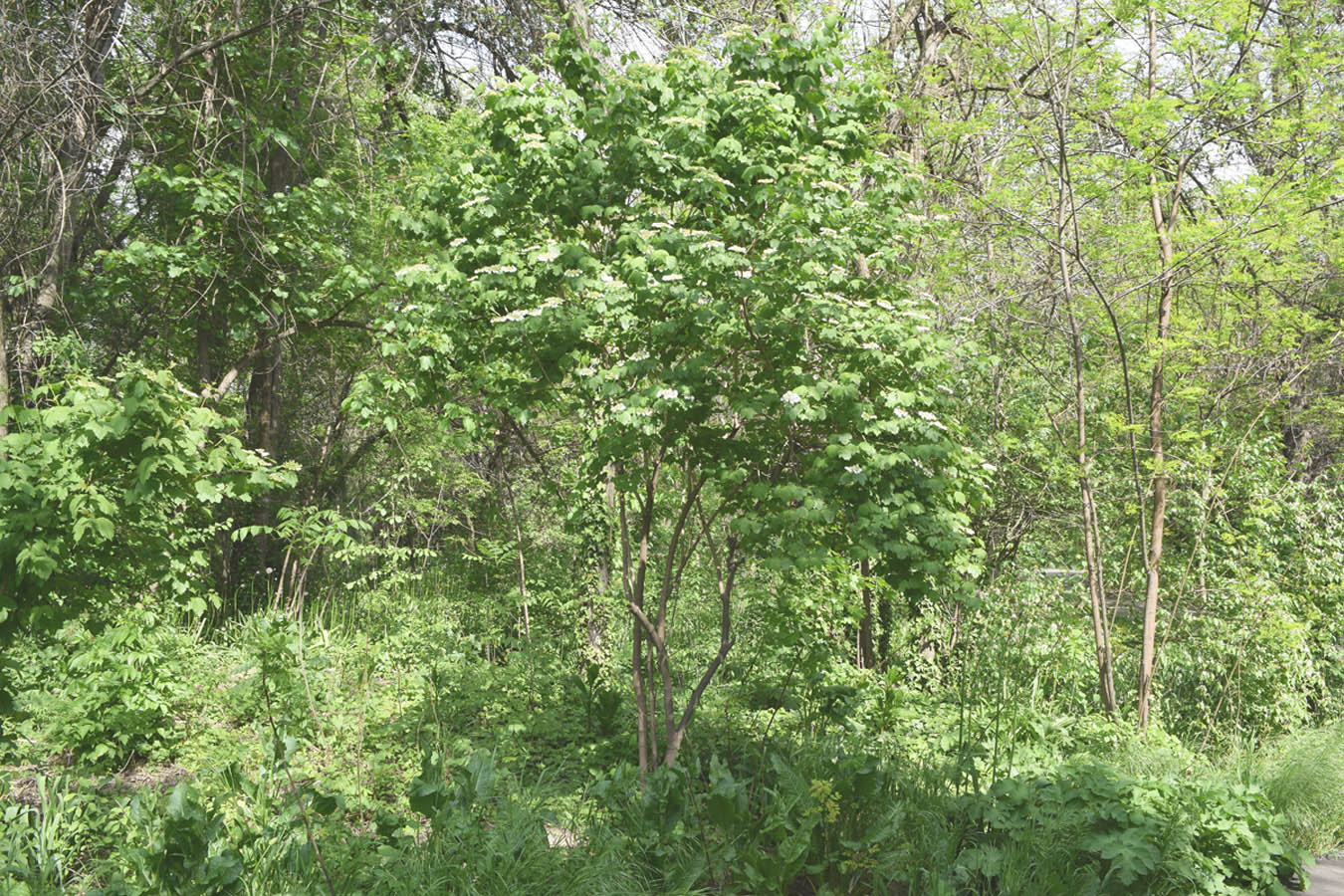 Image of Viburnum opulus specimen.