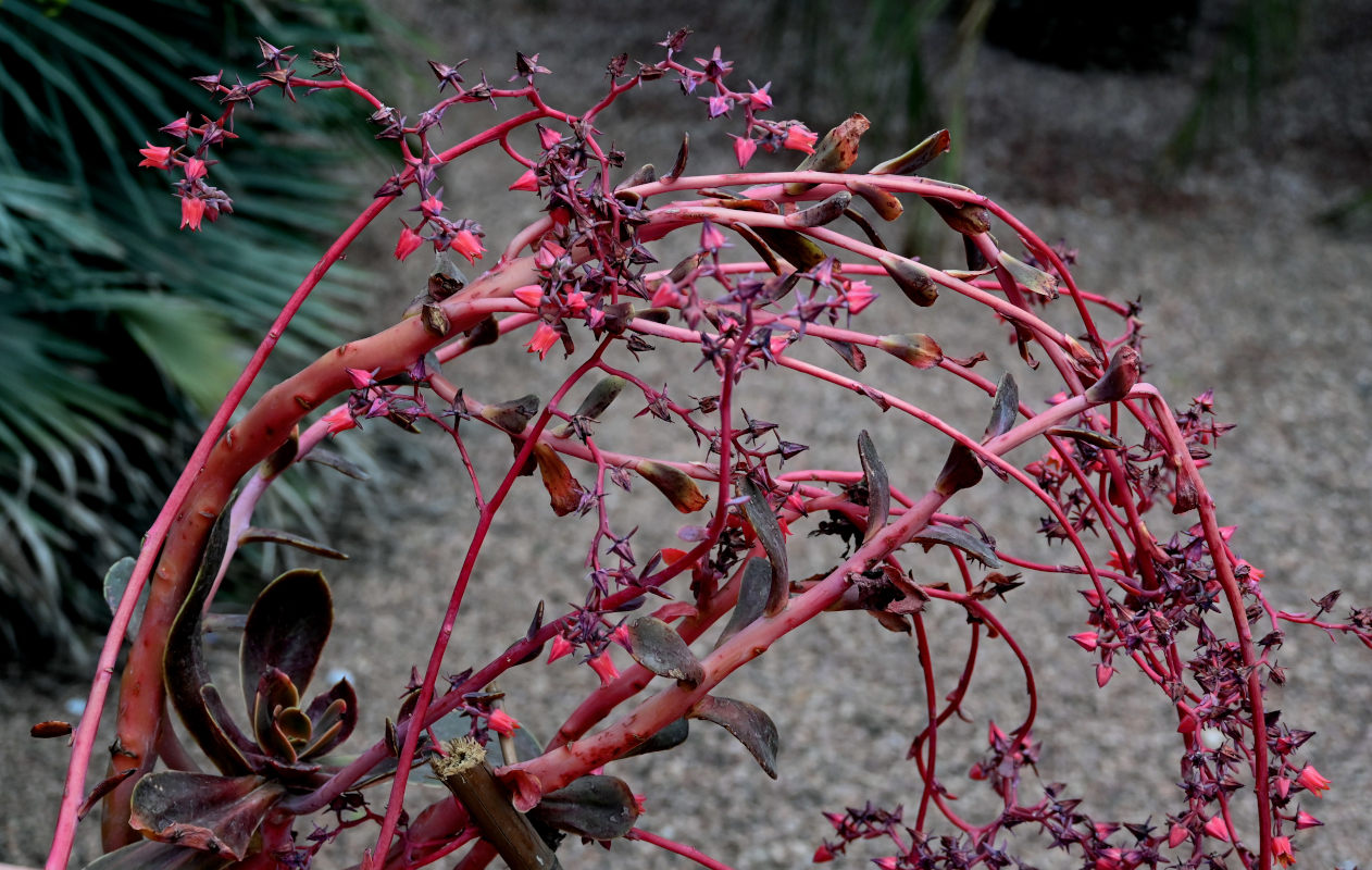 Image of genus Echeveria specimen.