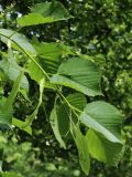 Tilia americana