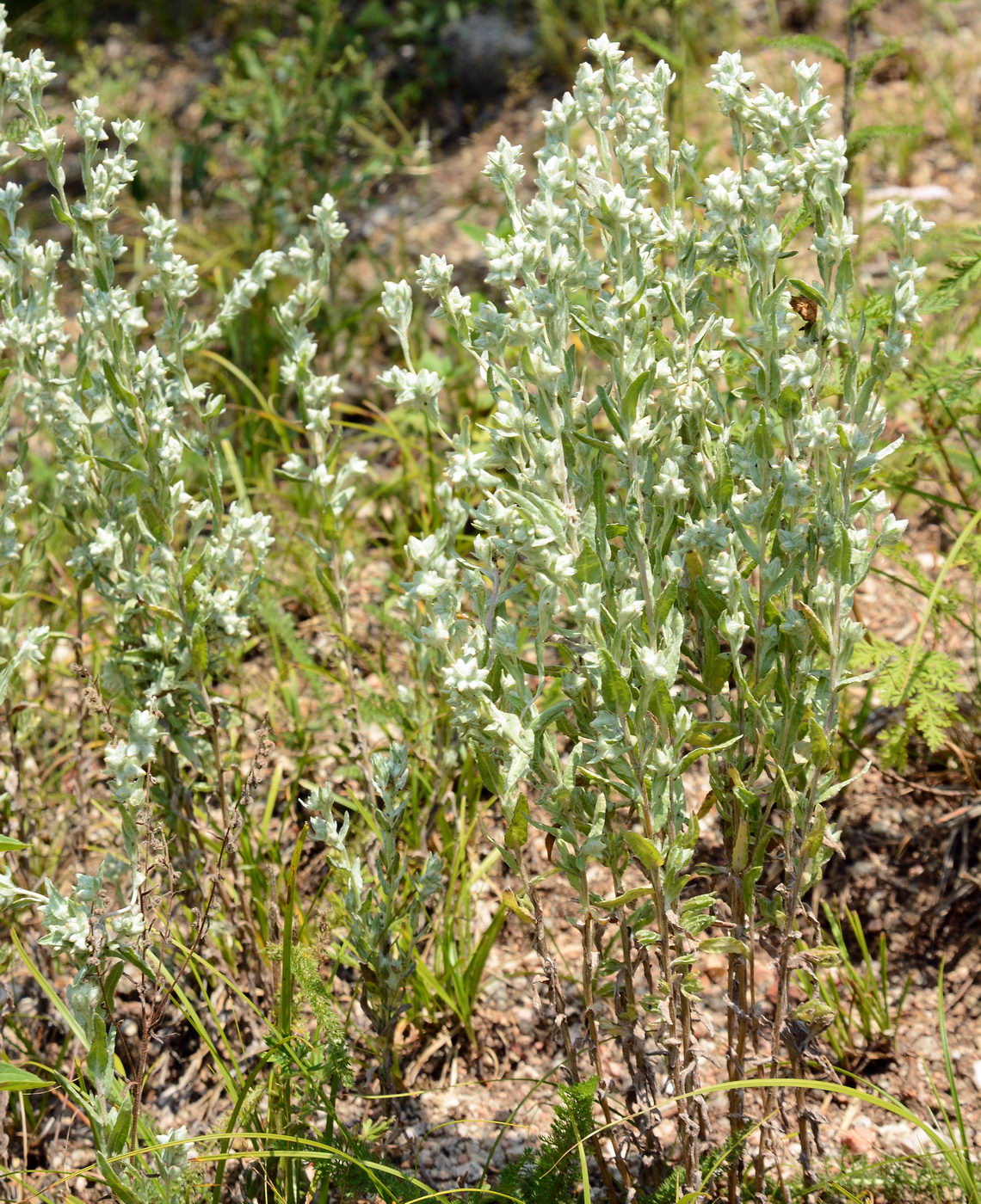 Image of Filago arvensis specimen.