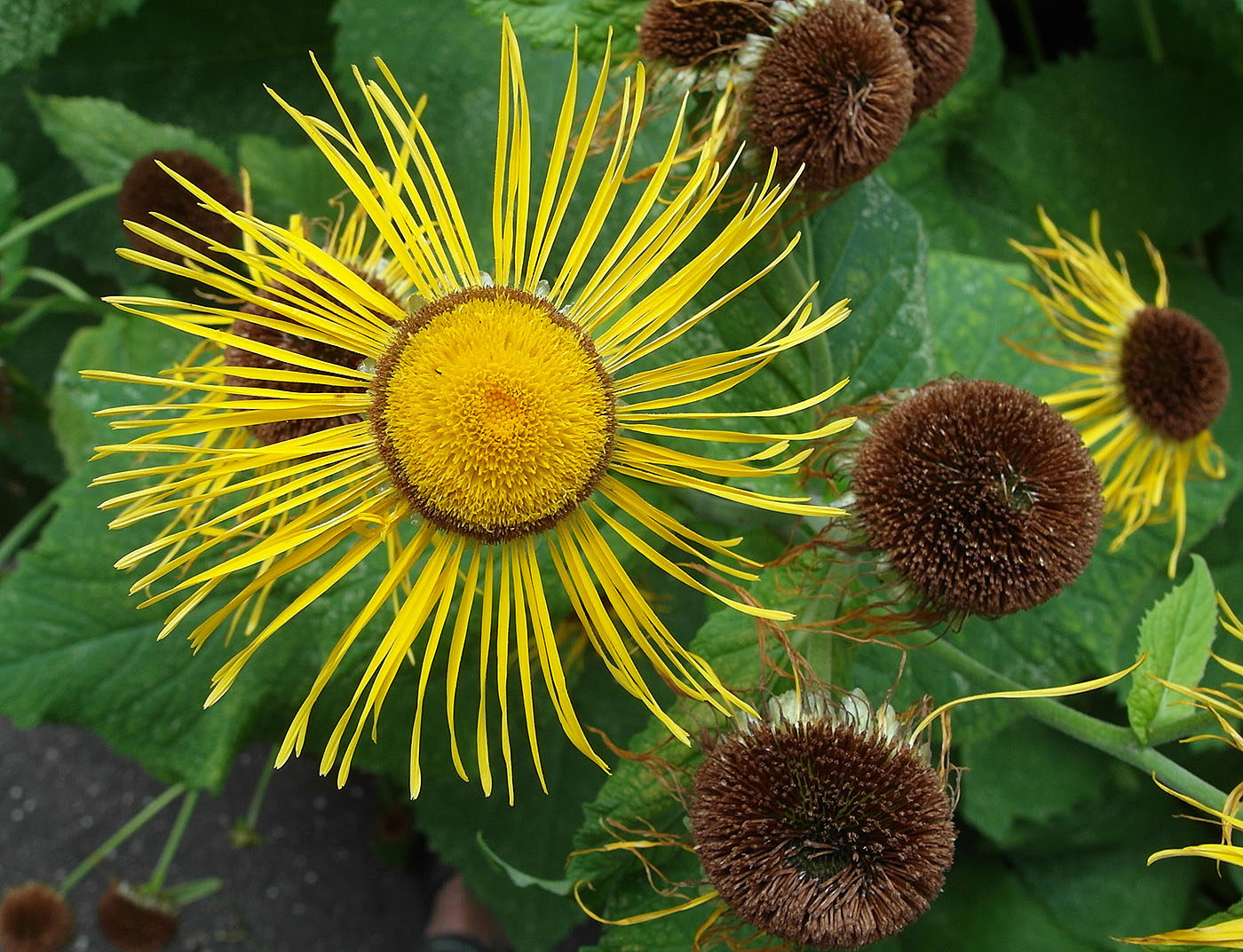 Image of Telekia speciosa specimen.