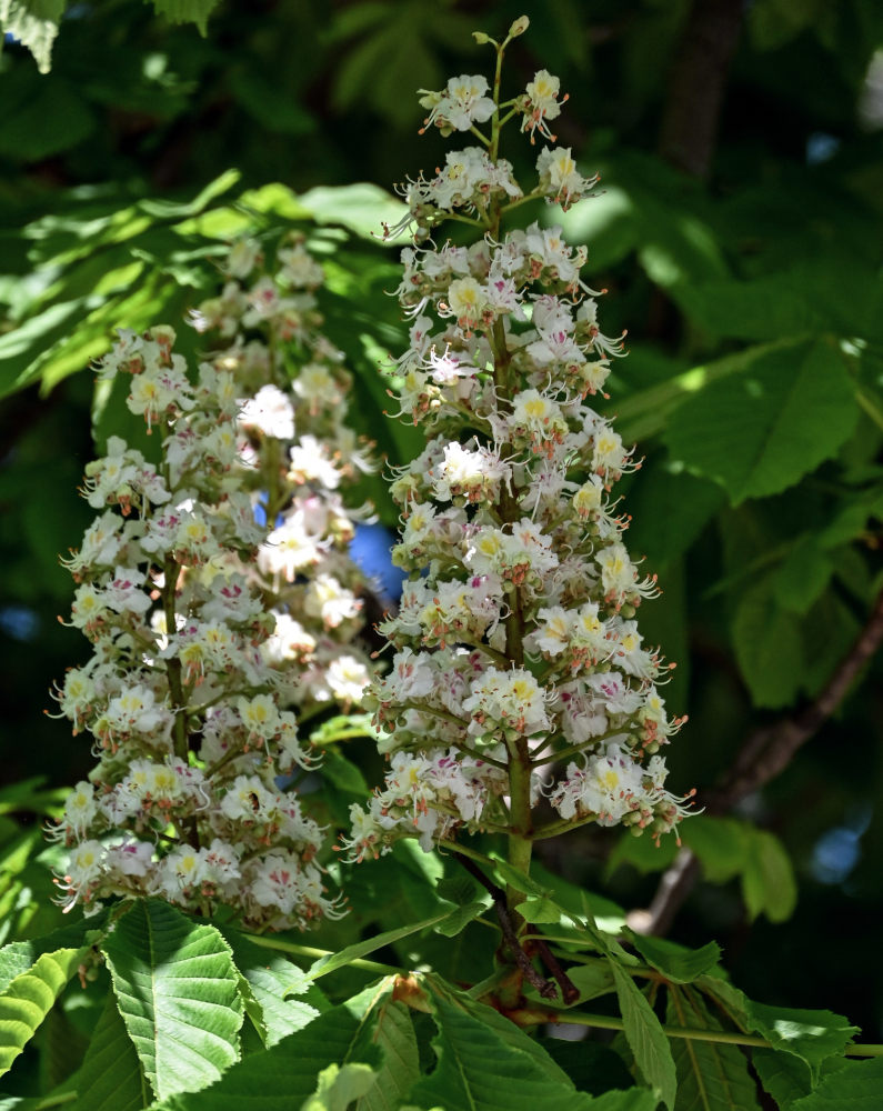 Image of Aesculus hippocastanum specimen.