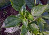 Capsicum annuum