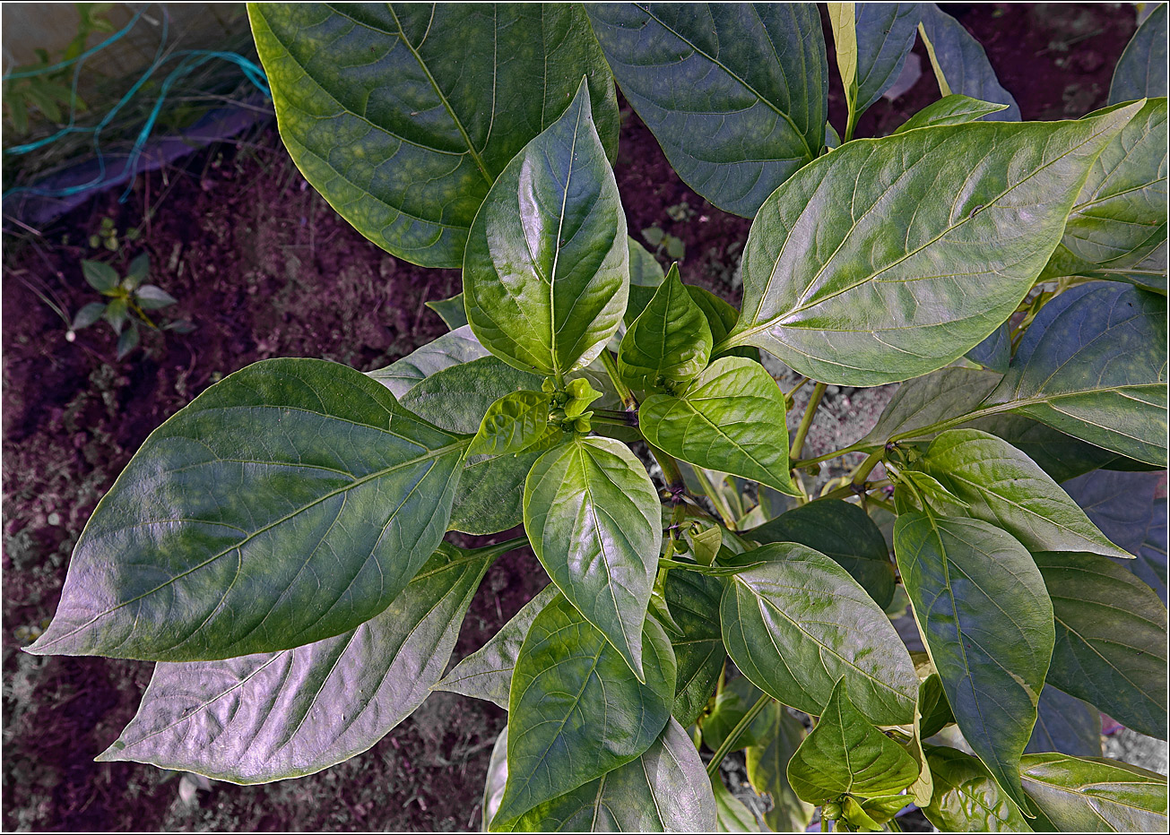 Изображение особи Capsicum annuum.