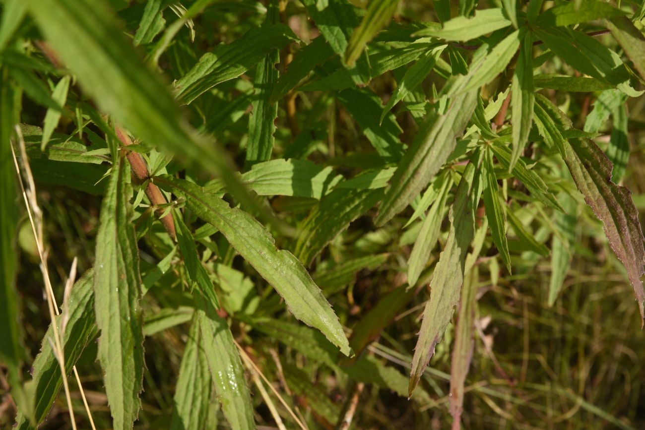 Изображение особи род Solidago.