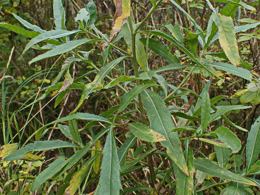 Изображение особи Cirsium setosum.