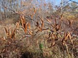 Syringa amurensis. Верхушка ветви со вскрывшимися плодами. Хабаровский край, г. Комсомольск-на-Амуре, дол. руч. Тёплый ключ. 04.10.2024.