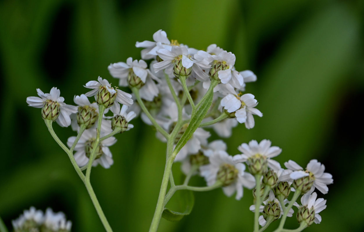 Изображение особи Achillea cartilaginea.