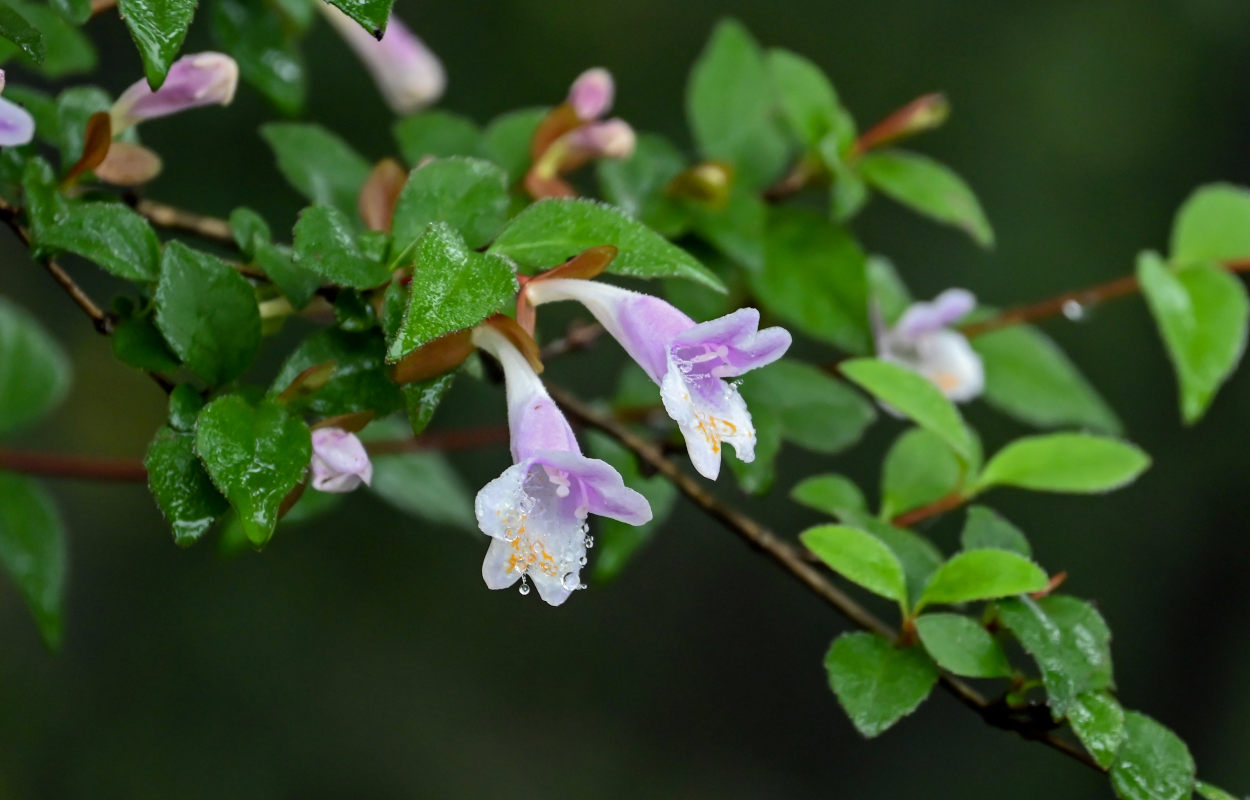 Изображение особи Abelia uniflora.