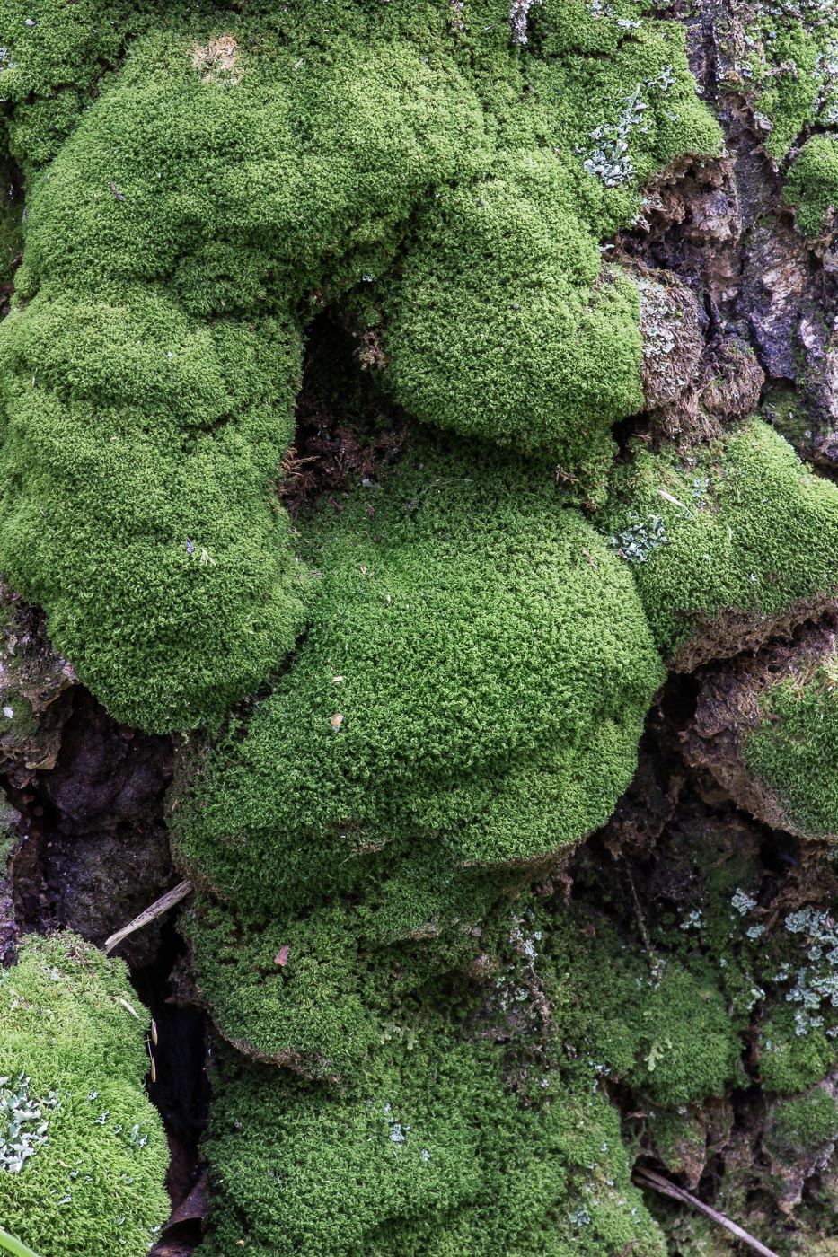 Image of Dicranum montanum specimen.