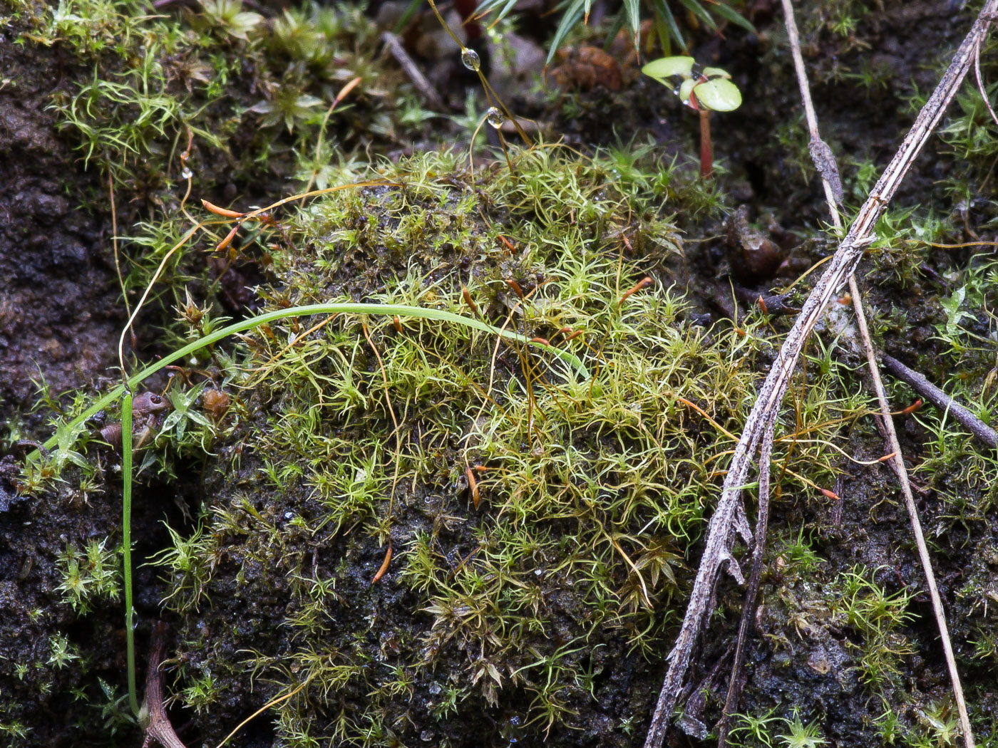 Изображение особи Ditrichum cylindricum.