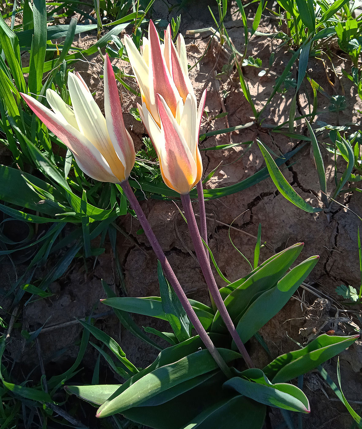 Изображение особи Tulipa berkariensis.