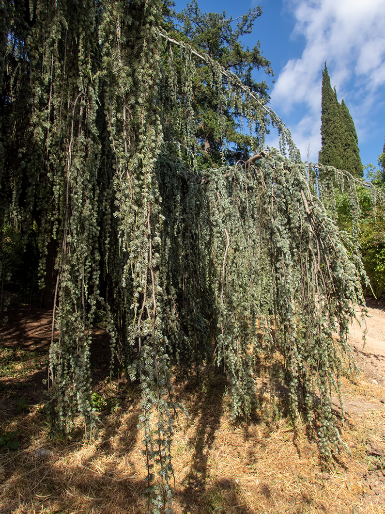 Изображение особи Cedrus atlantica.