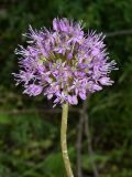 genus Allium