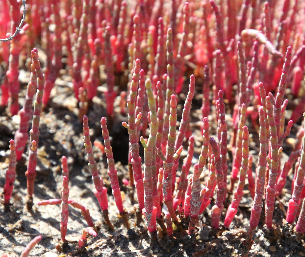 Image of Salicornia perennans specimen.