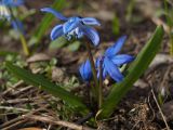 Scilla siberica