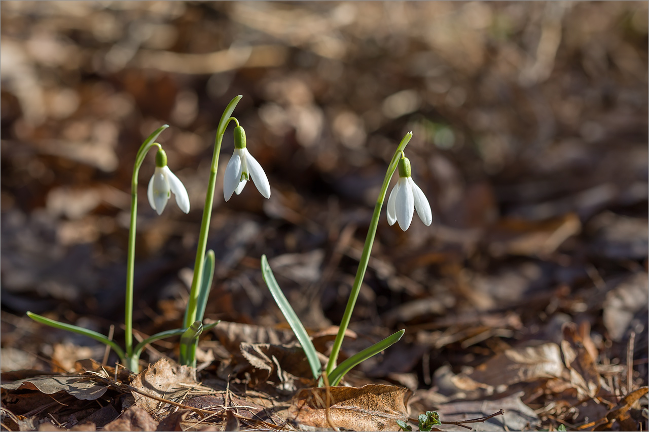 Image of Galanthus nivalis specimen.