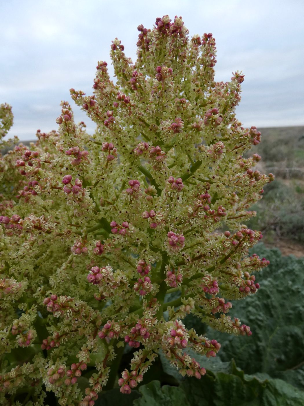 Image of Rheum tataricum specimen.