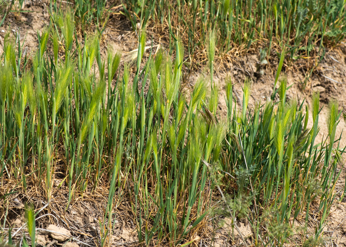 Image of Hordeum leporinum specimen.