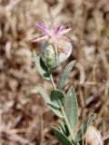 Смотреть изображение Acroptilon repens