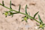 View full-size image Heterocaryum rigidum