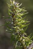 View full-size image Salix cinerea