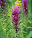 View full-size image Melampyrum arvense