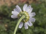 View full-size image Anthemis arvensis