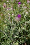 Смотреть изображение Cirsium laniflorum