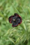 View full-size image genus Papaver
