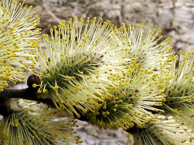 Image of Salix caprea specimen.