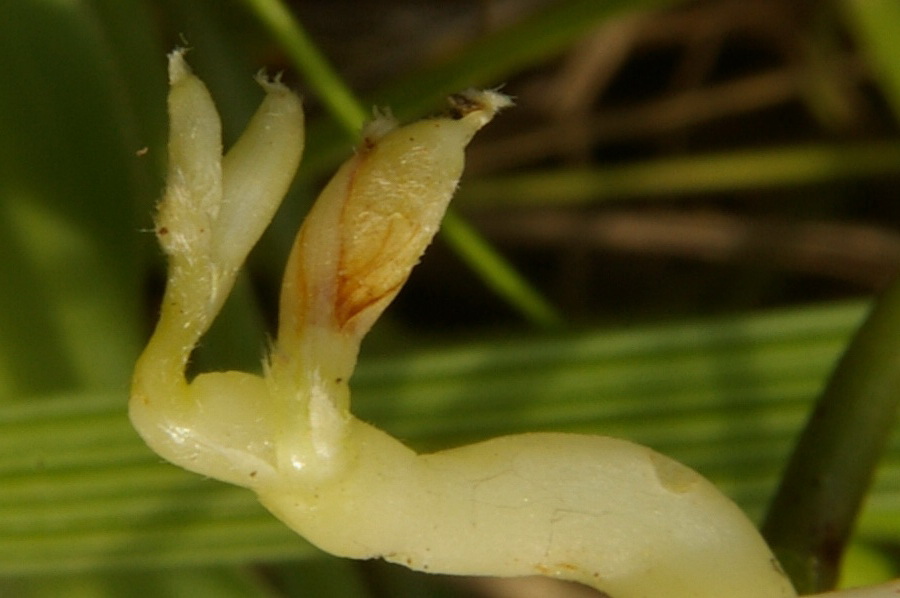 Image of Vicia amphicarpa specimen.