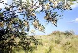 Robinia pseudoacacia