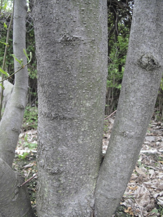 Image of Magnolia stellata specimen.