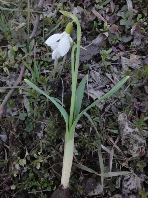 Изображение особи Galanthus graecus.