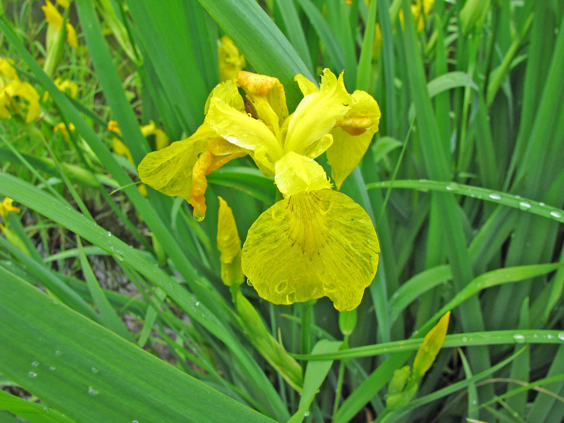 Изображение особи Iris pseudacorus.