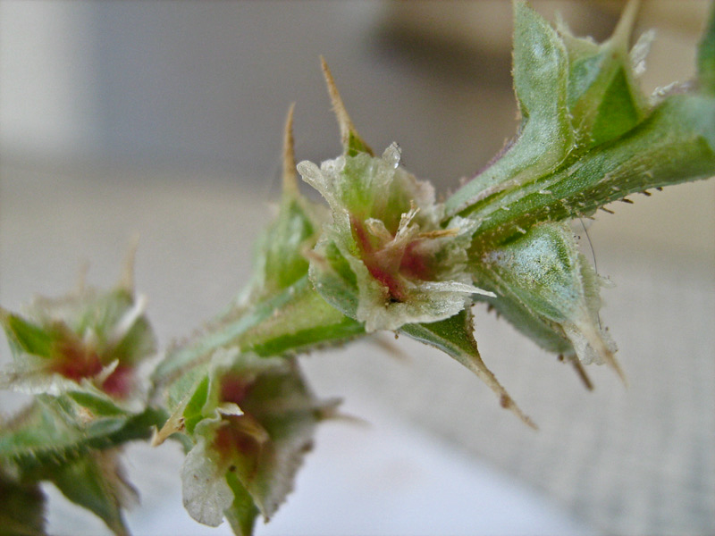 Image of Salsola pontica specimen.