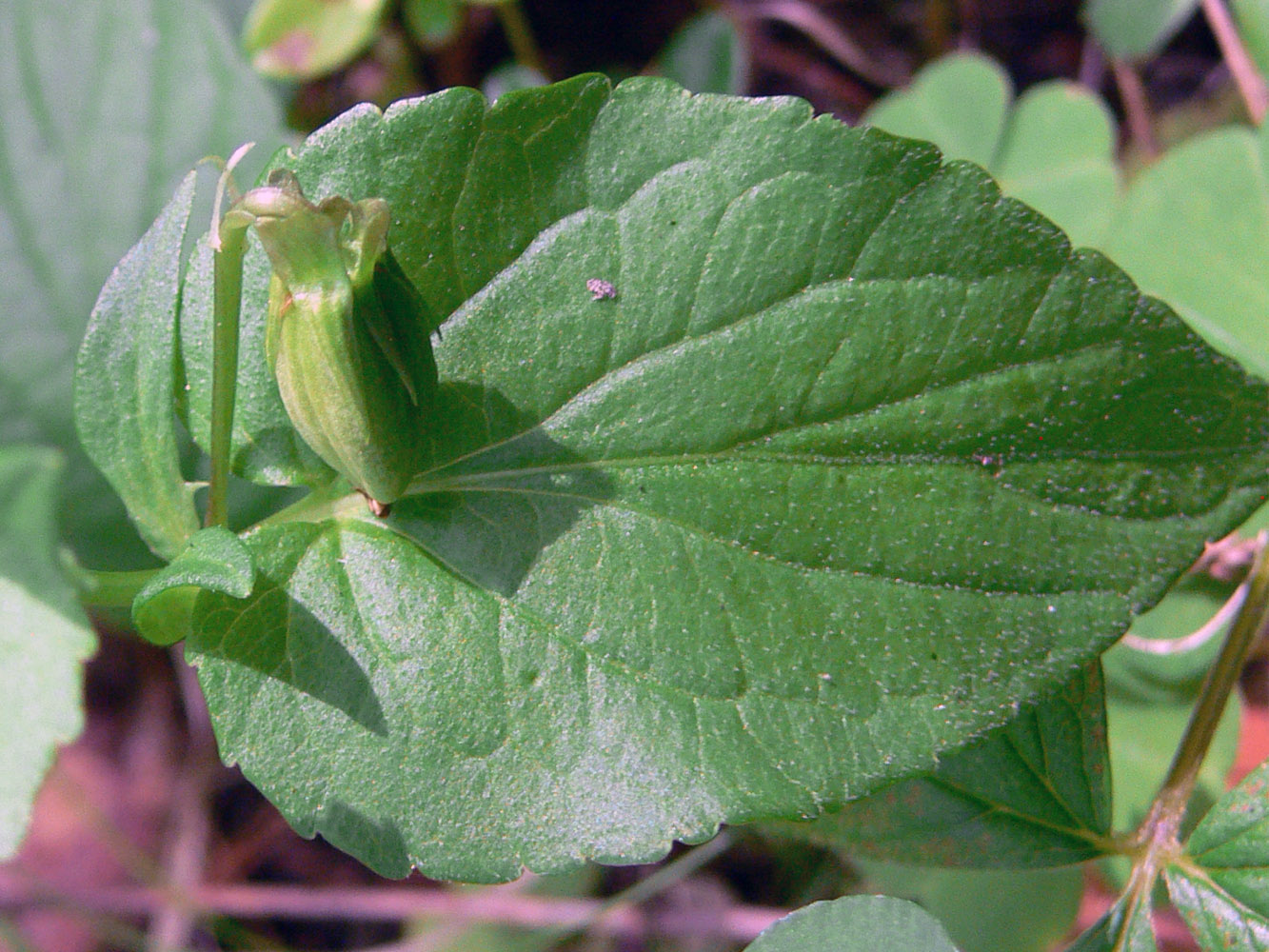 Image of Viola canina specimen.