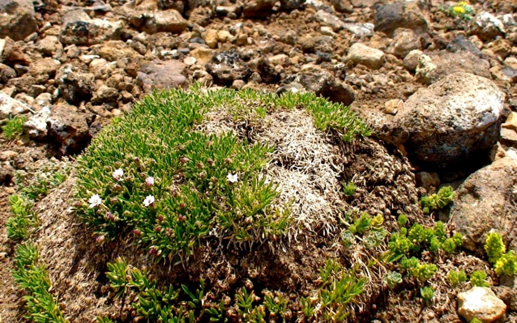 Image of Silene dianthoides specimen.