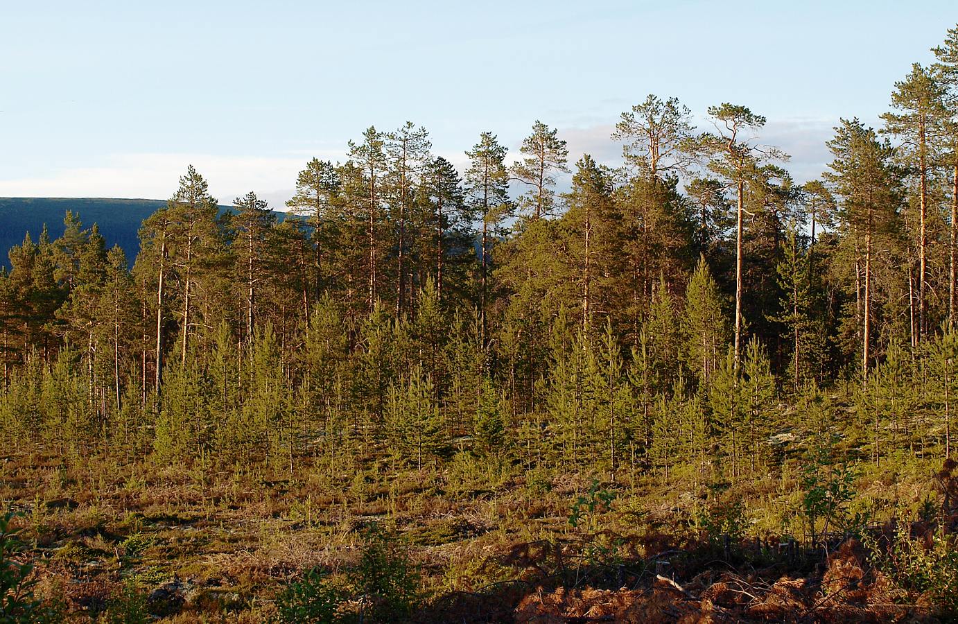 Изображение особи Pinus friesiana.