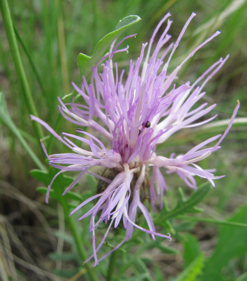 Image of Klasea centauroides specimen.