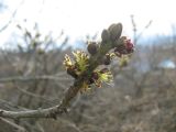 Fraxinus excelsior