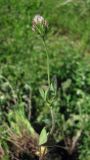 Trifolium leucanthum. Побег. Южный Берег Крыма, подножие горы Аюдаг. 11 мая 2012 г.