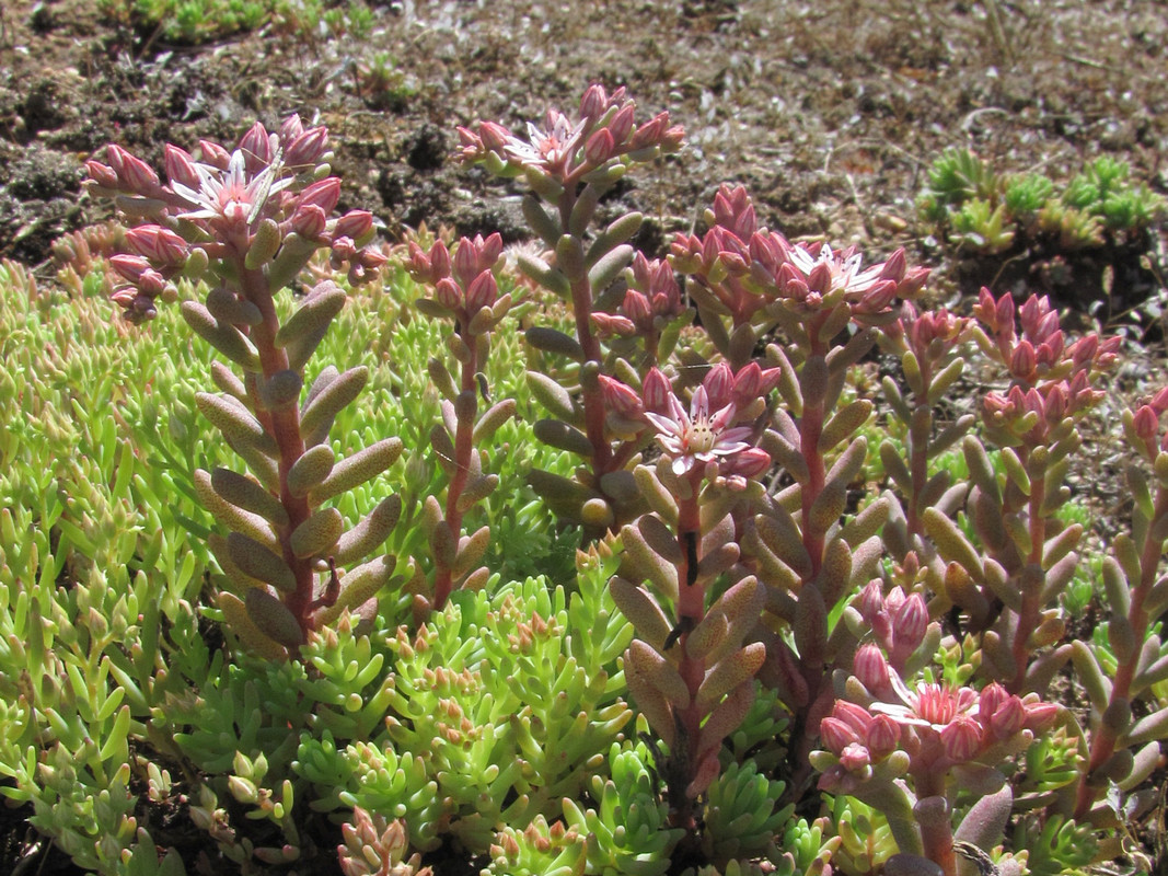 Изображение особи Sedum hispanicum.