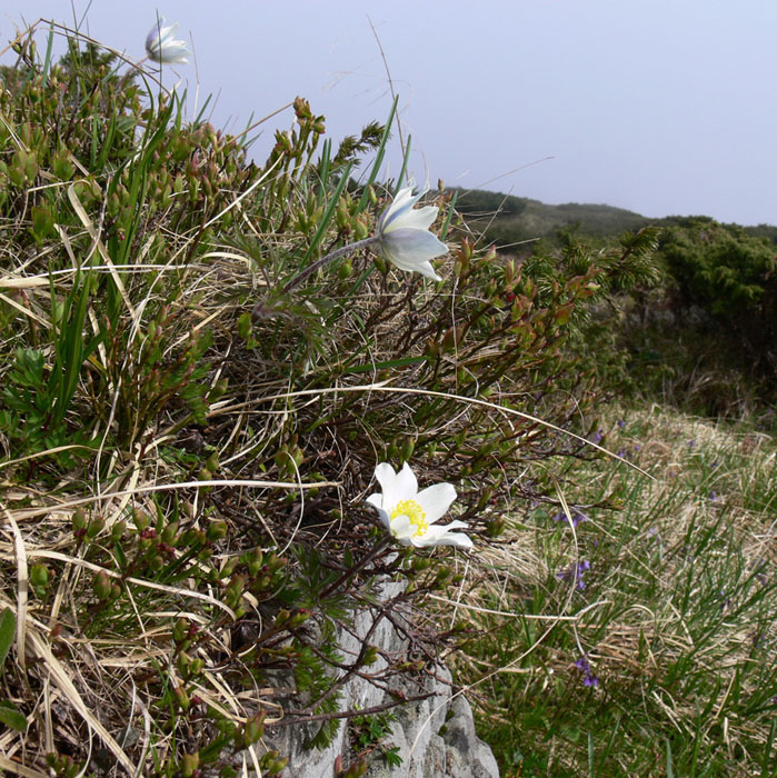 Image of Pulsatilla scherfelii specimen.