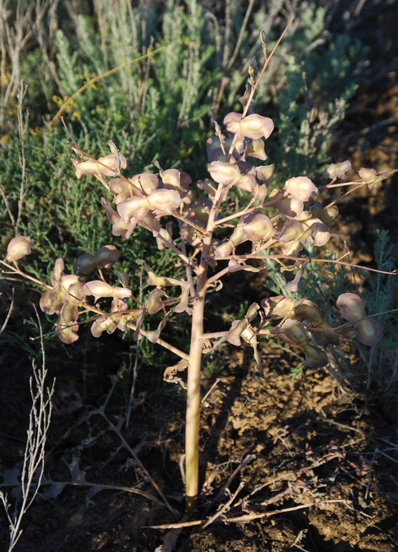 Image of Megacarpaea megalocarpa specimen.