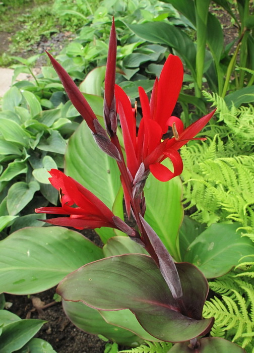 Image of genus Canna specimen.