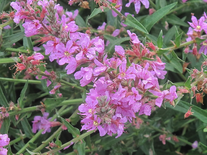 Image of Lythrum salicaria specimen.